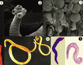 Antiparazitni program