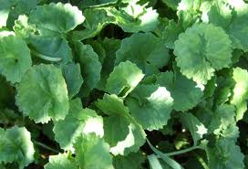 gotu kola