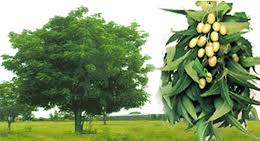 neem