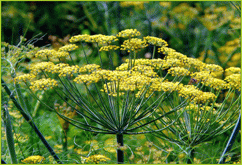 slika-Komorač (foeniculum vulgare)