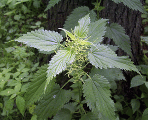 slika-Kopriva (Urtica dioica)