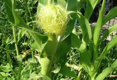 slika-Kukuruz svila (zea mays)