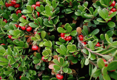 slika-Medveđe grožđe ili Medvjetka (arctostaphylos uva ursi)