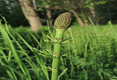 slika-Preslica (equisetum arvense)